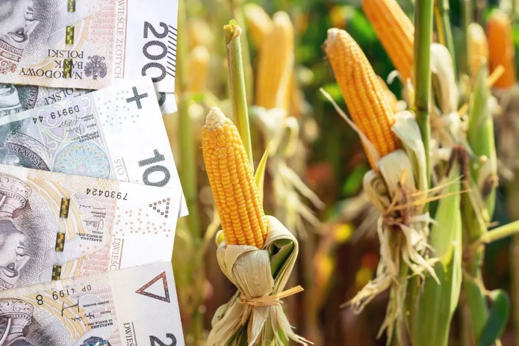 Dopłaty do kukurydzy – wnioski o pomoc do 29 lutego